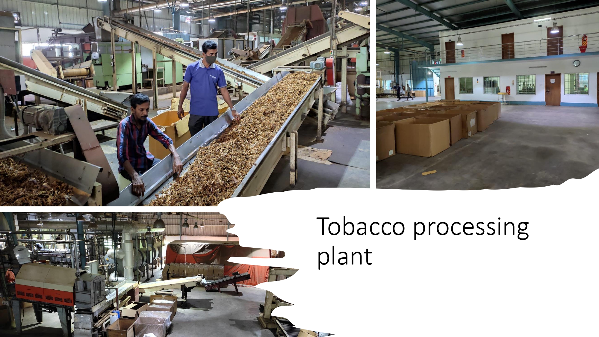 Tobacco Processing Plant